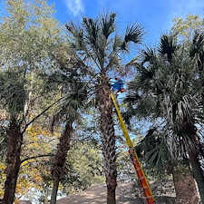 Palm-Tree-Trimming-Keep-Your-Property-Safe-and-Beautiful-Fort-Walton-Beach-FL 0